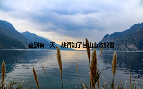 直到有一天, 我得知了台山畜牧蚊香