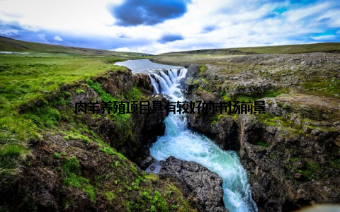 肉羊养殖项目具有较好的市场前景