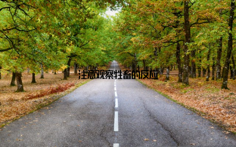 注意观察牲畜的反应