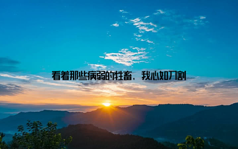 看着那些病弱的牲畜, 我心如刀割